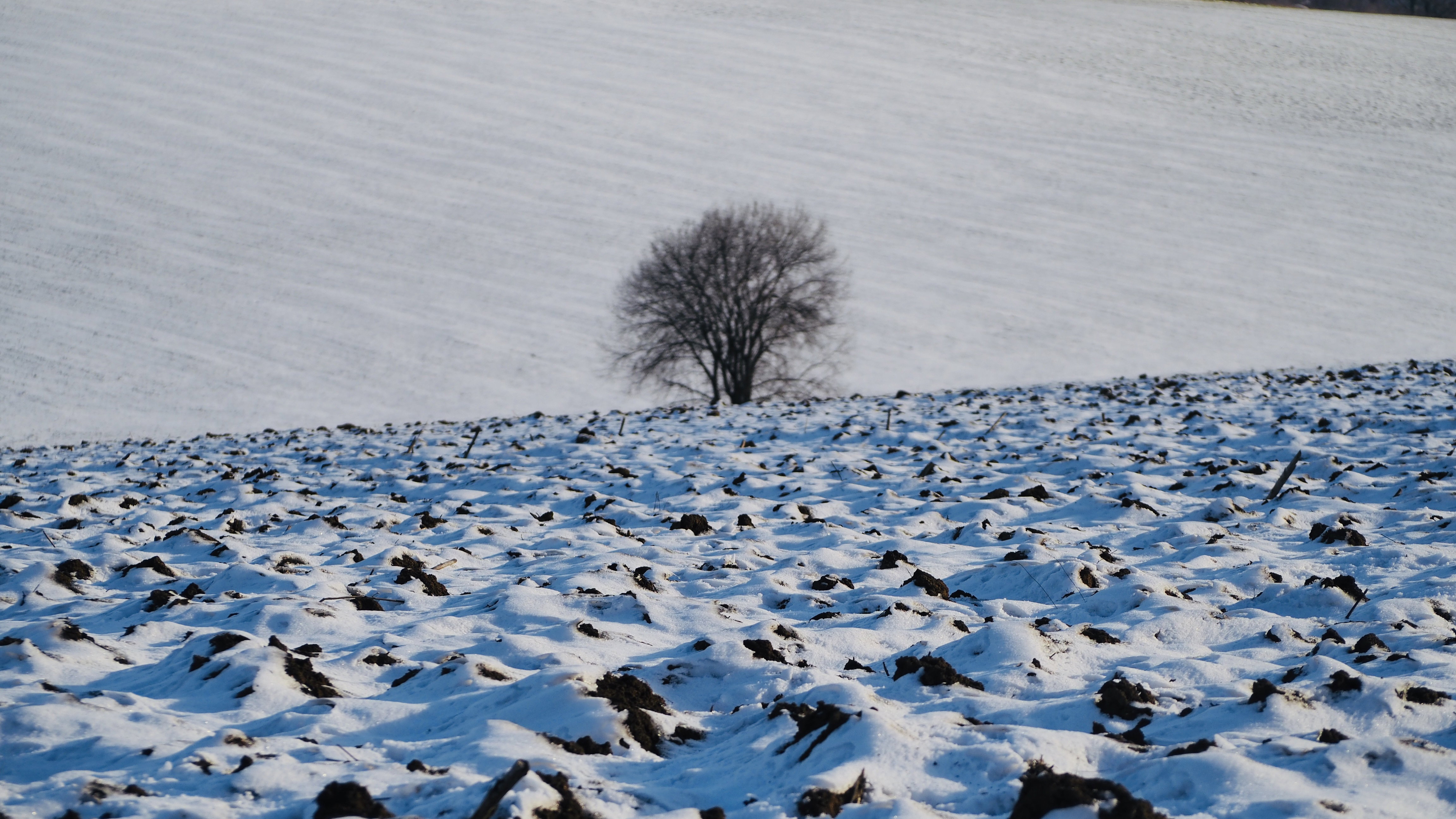 Everything passes, even in winter! Spring will return