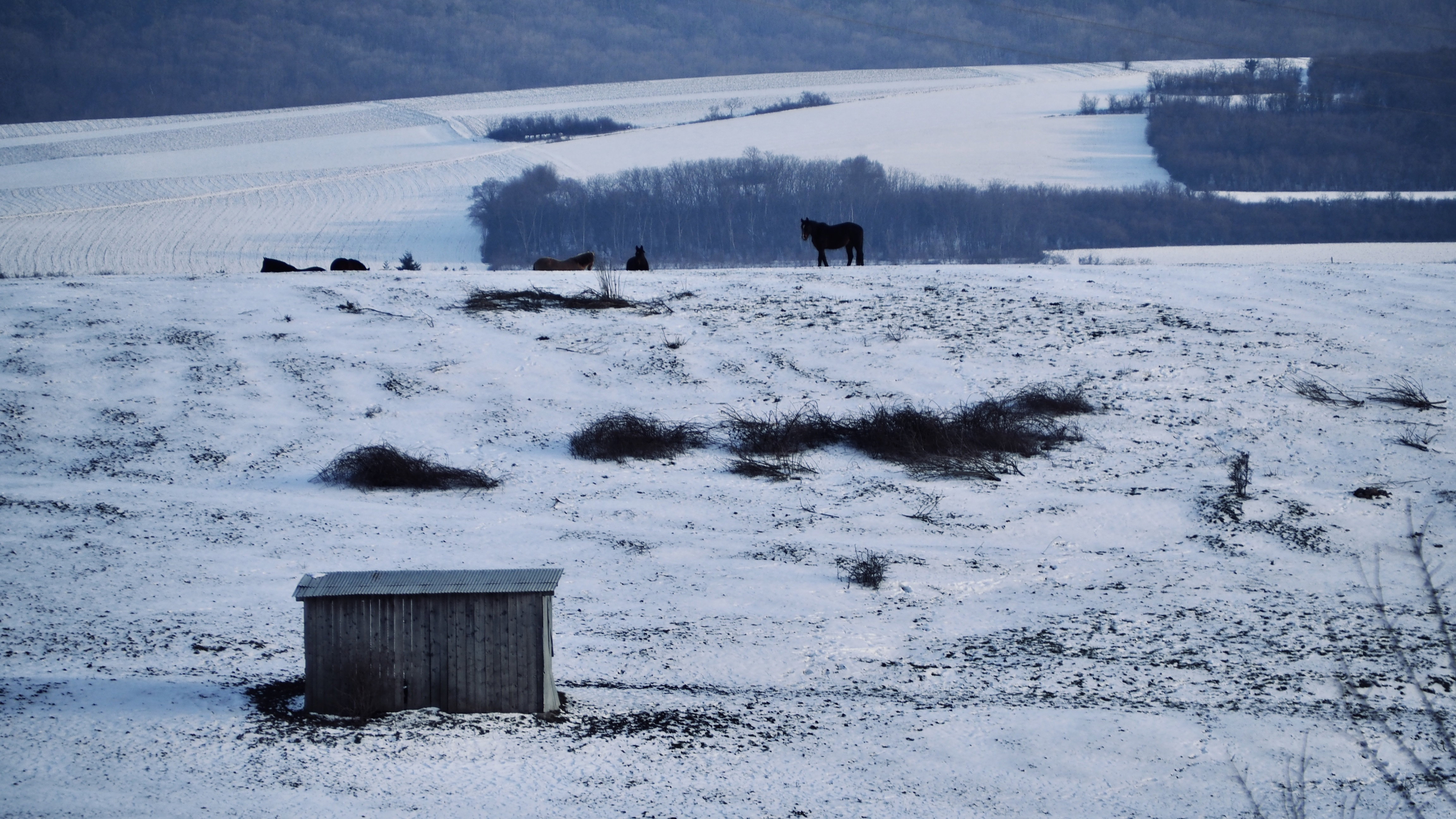 Everything passes, even in winter! Spring will return