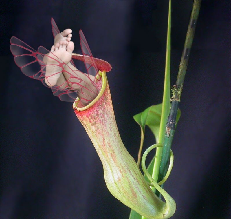 They--.Become.--that.--large