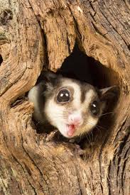 קולות - sugar glider nation