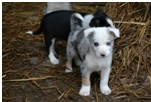 chiot1