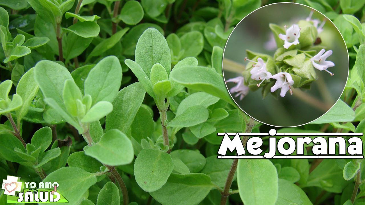 Mejorana una planta olvidada ArteSanos de la Salud Mejorana una planta olvidada ArteSanos de la Salud